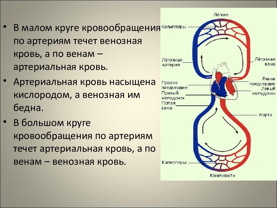 Строение сердца человека схема с описанием и круги кровообращения