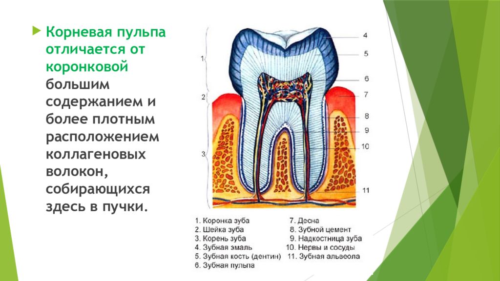 Отличие корень. Строение коронковой и корневой пульпы. Пульпа зуба коронковая и корневая. Структуры корневой пульпы. Коронковая пульпа строение.