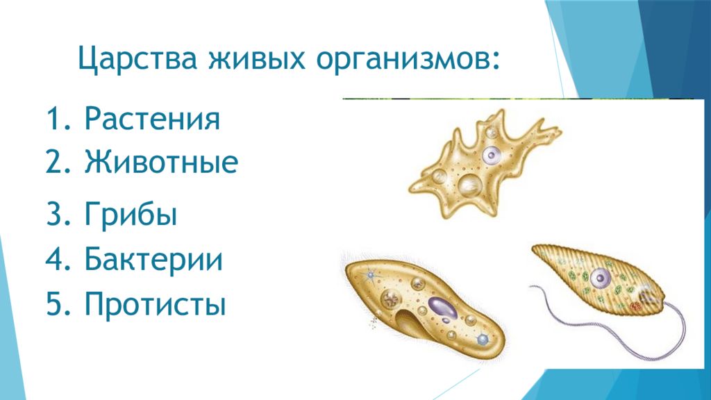 1 царства живых организмов. Царства организмов. 5 Царств живых организмов. Царства живых организмов 6 класс. Царства живой природы протисты.