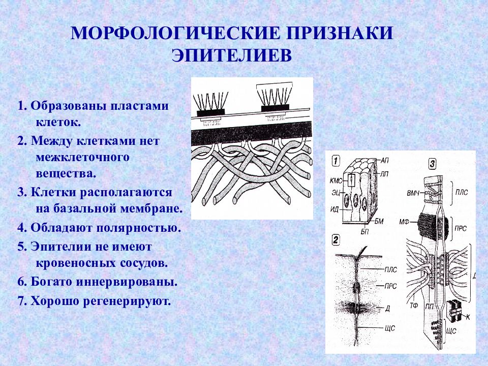 основные морфологические свойства эпителиальных тканей. основные черты эпителиальной ткани. основные характеристики эпителиальной ткани. общие признаки эпителия. признаки эпиталиальный ткани.