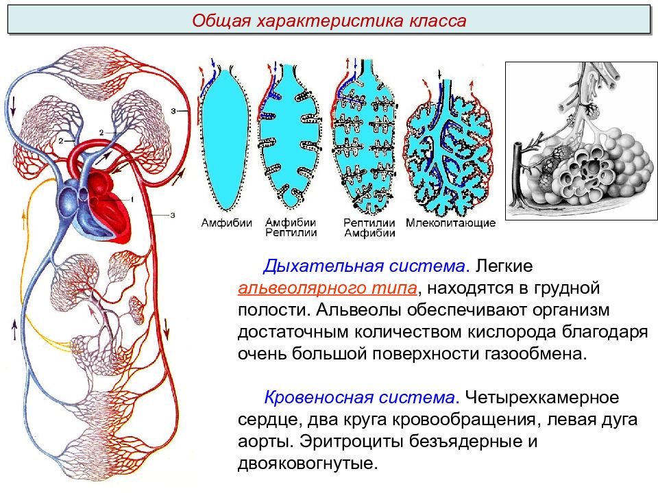 Типа нашелся. Альвеолы у млекопитающих какая система. Легкие амфибий обеспечивают сколько кислорода.