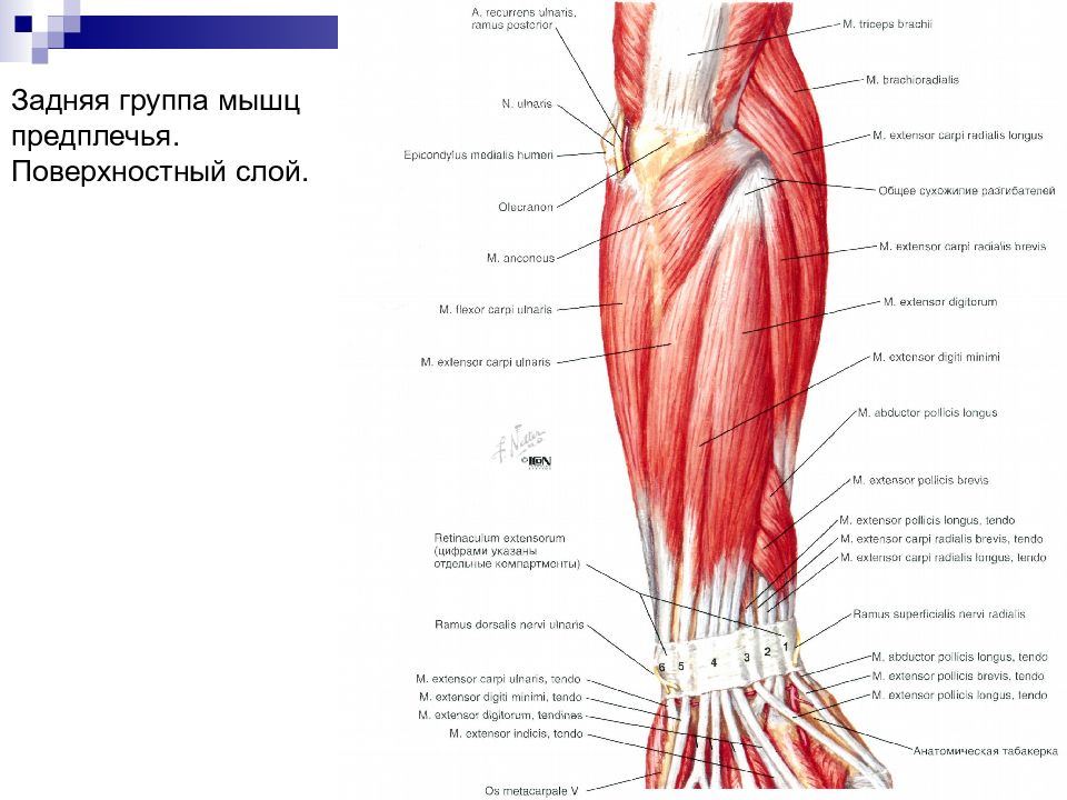 Мышцы передней поверхности. Группа тыльных мышц предплечья. Мышцы глубокого слоя задней группы мышц предплечья. Мышцы предплечья анатомия задняя группа. Мышцы поверхностного слоя задней группы мышц предплечья.