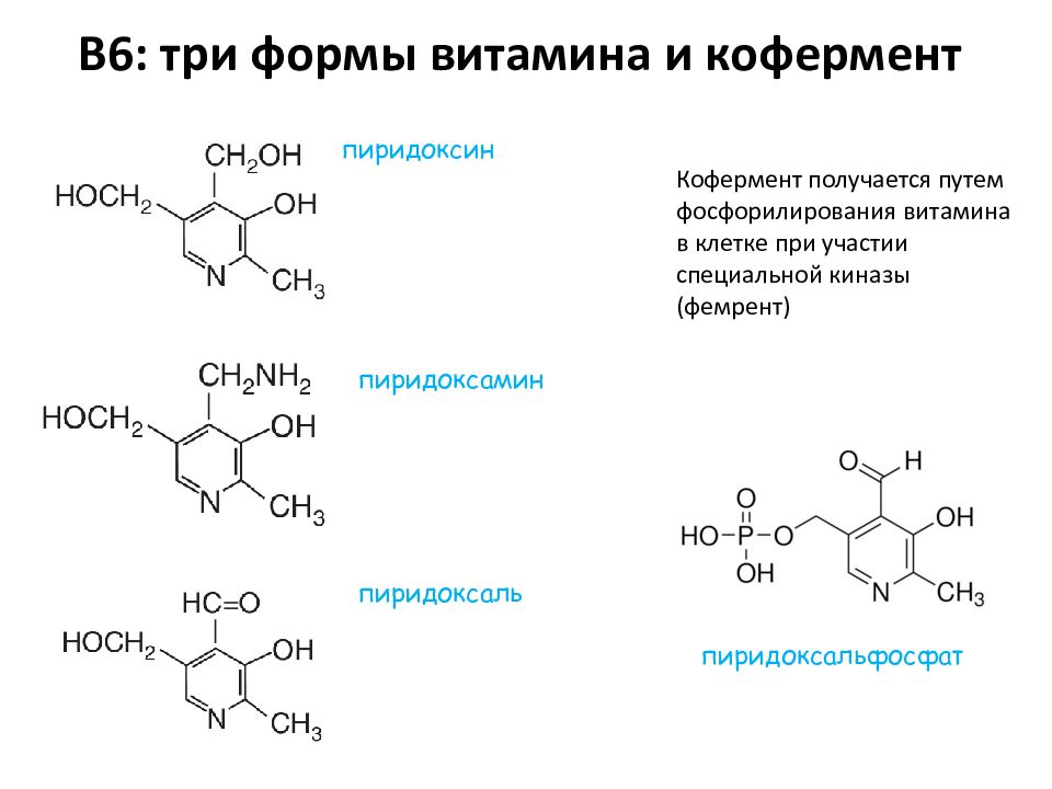 Формы витамина в1