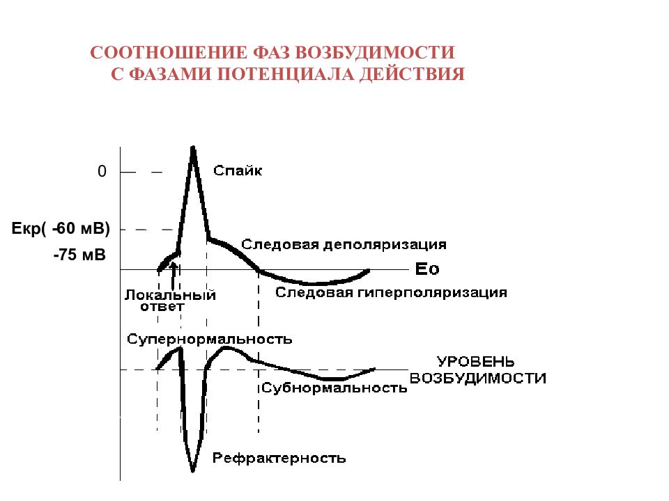 Фазы потенциала действия фазы изменения возбудимости. Локальный ответ это фаза потенциала действия. Соотношение фаз потенциала действия и возбудимости. Соотношение фаз возбудимости с фазами потенциала действия. Фазы изменения возбудимости.