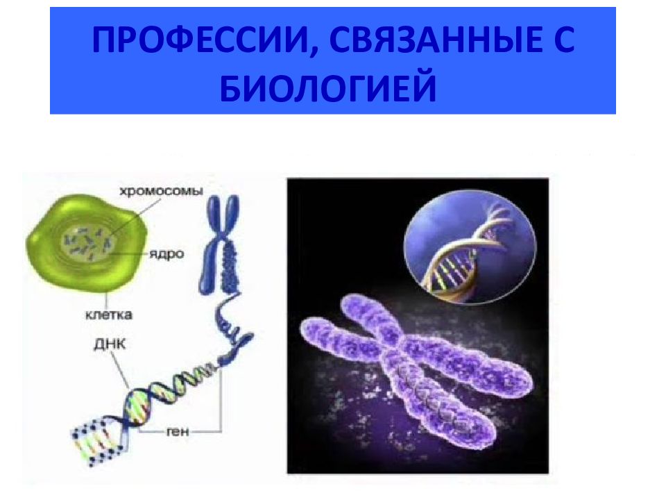 Профессии связанные с биологией картинки