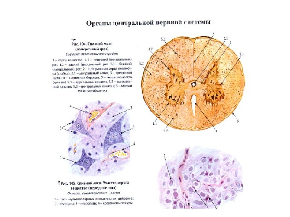 Нервная ткань гистология презентация