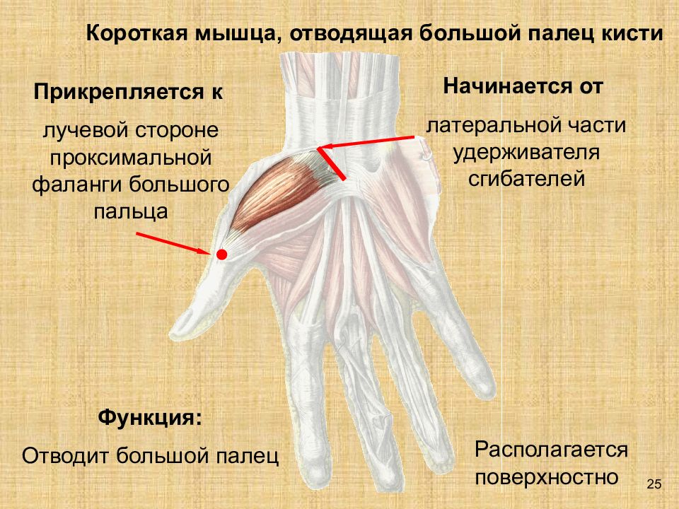 Болит мышца большого пальца. Короткая отводящая большой палец кисти. Мышца отводящая большой палец кисти. Короткая мышца отводящая большой палец. Мышцы возвышения большого пальца кисти.