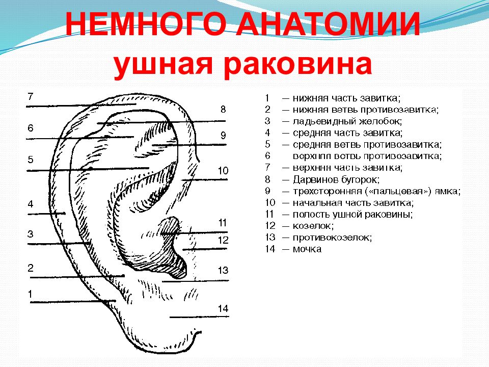 Рассмотрите предложенный рисунок и сделайте необходимые обозначения ухо