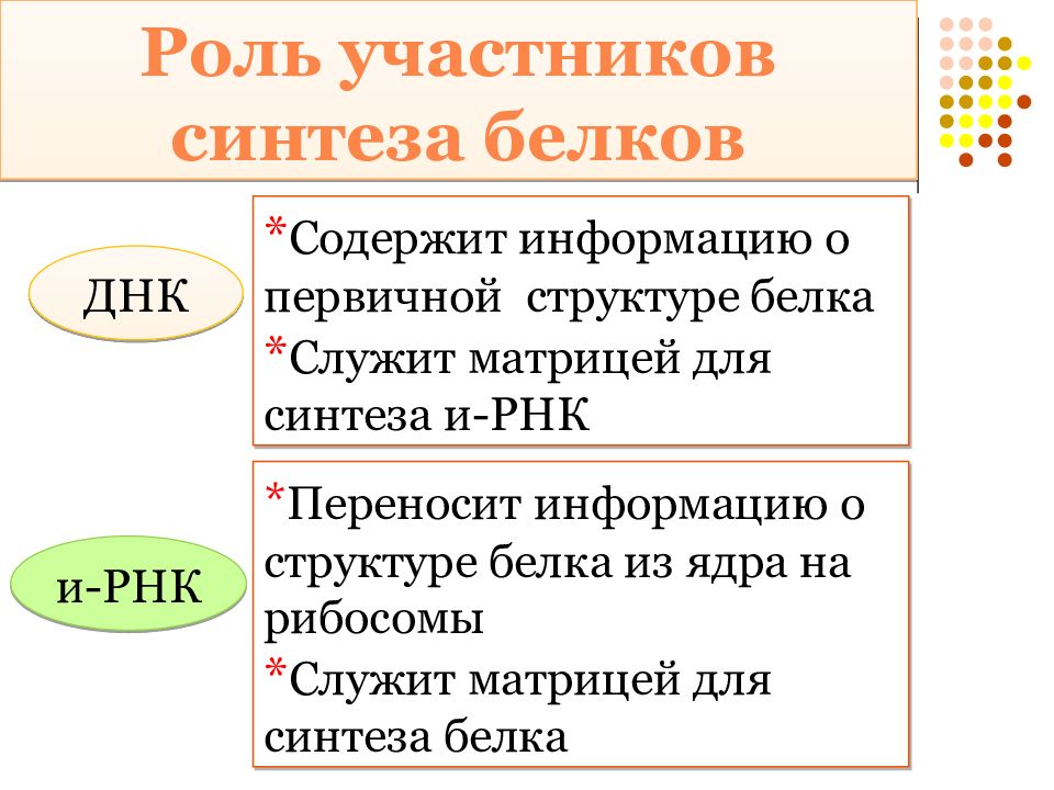 Синтез белка в клетке презентация