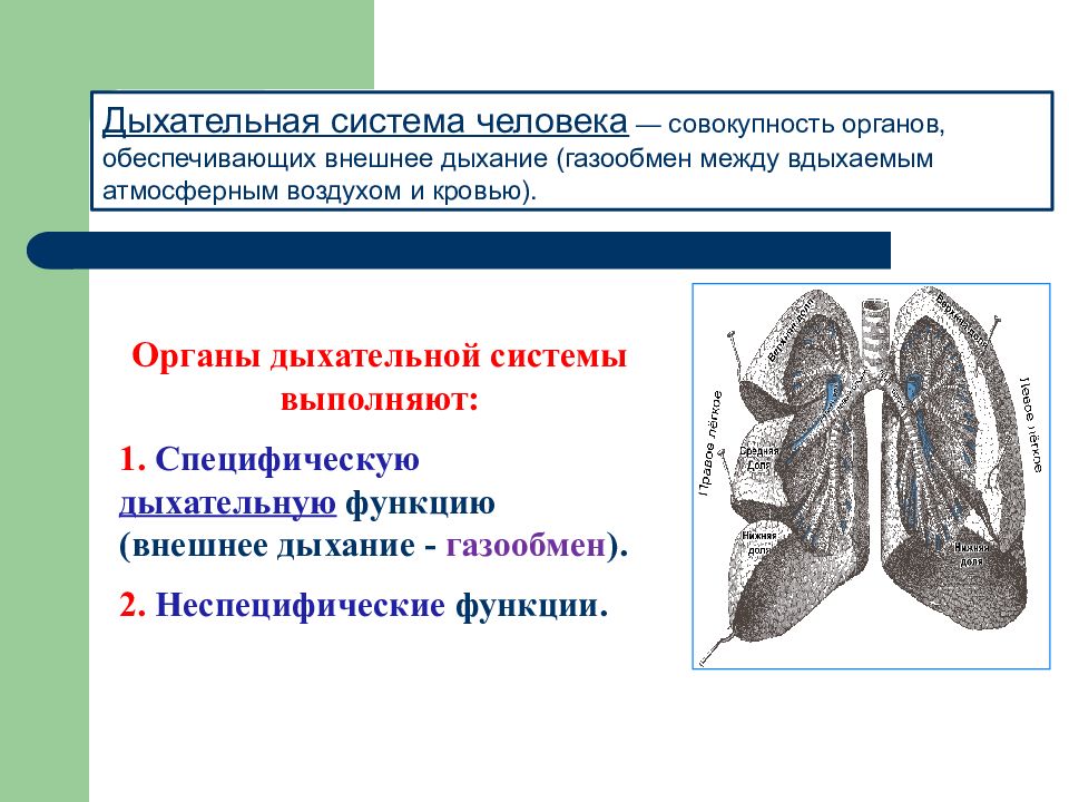 Орган обеспечивающий. Органы газообмена у человека. Дыхательная система лекция. Анатомия органов дыхания лекция. Дыхательная система человека газообмен.