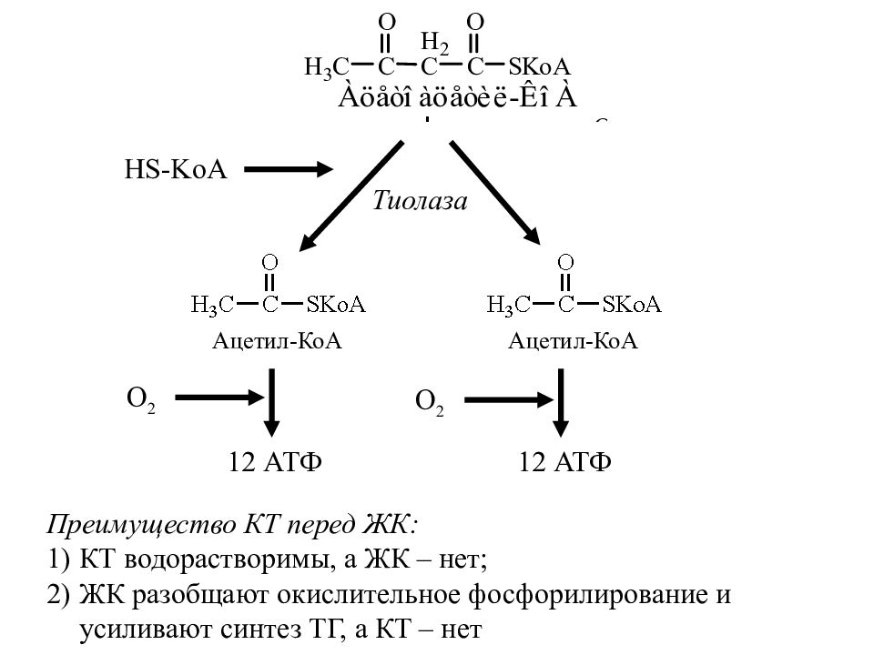 Коа. Ацетил КОА АТФ. Ацетил КОА И Холин. Ацетил-КОА-ацетилтрансфераза. Ацетил-КОА это в биохимии.