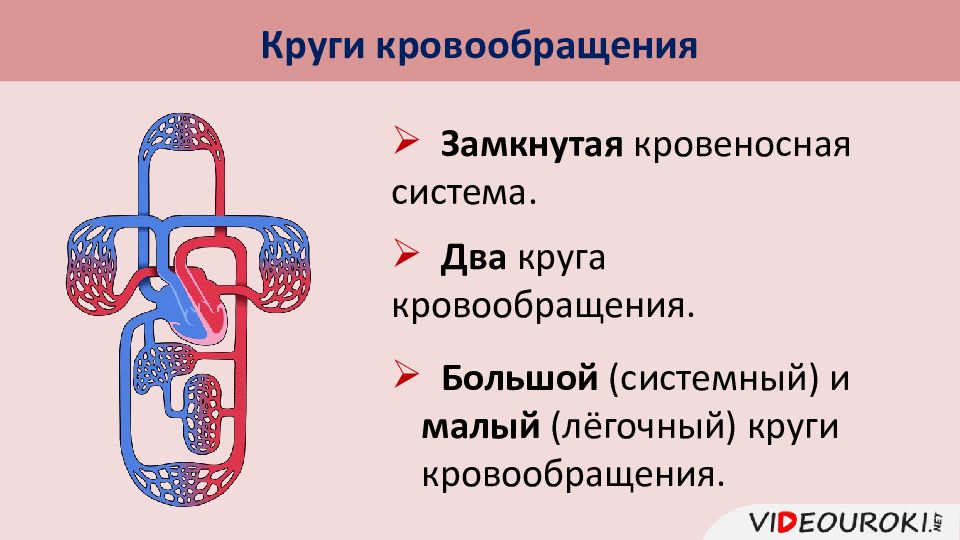 Презентация круги кровообращения презентация 8 класс