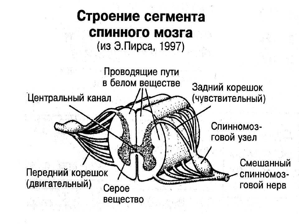 Сегмент спинного мозга это. Строение спинномозгового сегмента. Схема сегмента спинного мозга. Строение сегмента спинного мозга. Внутреннее строение сегмента спинного мозга.