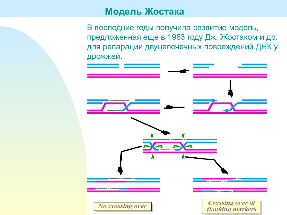 Рекомбинация днк схема