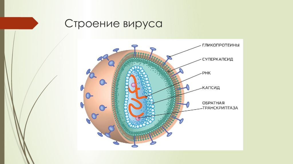 Вирусы строение. Строение вируса. Суперкапсид вируса. Структура суперкапсида вируса. Суперкапсид строение.