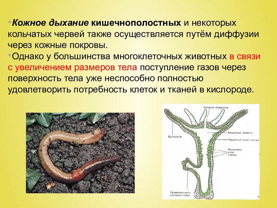 Эволюция дыхательной системы презентация 7 класс