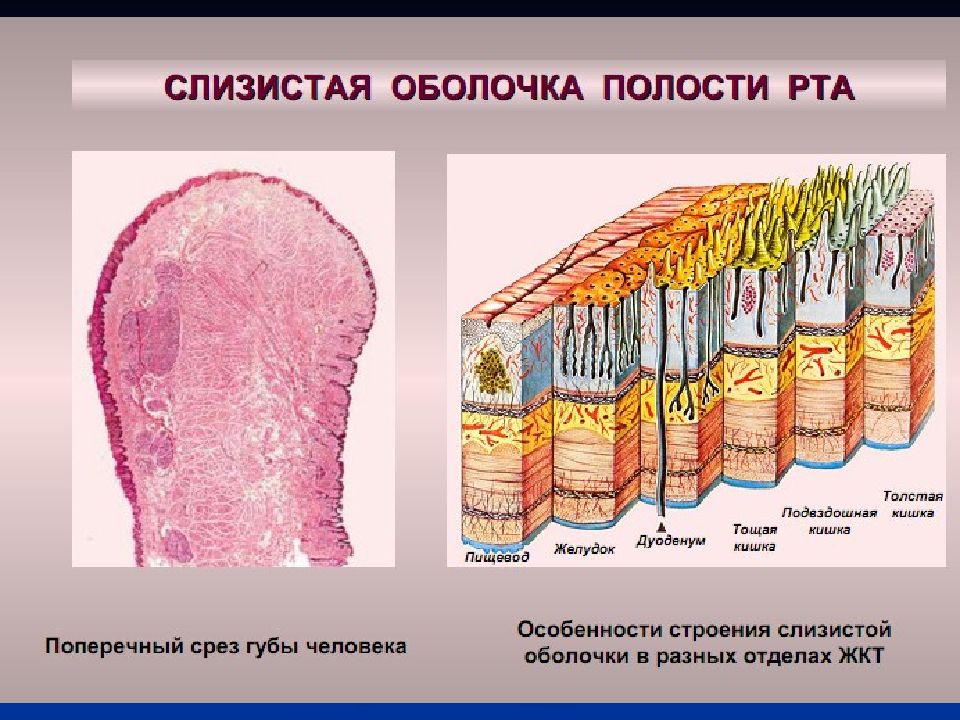 Слизистая оболочка полости рта рисунок