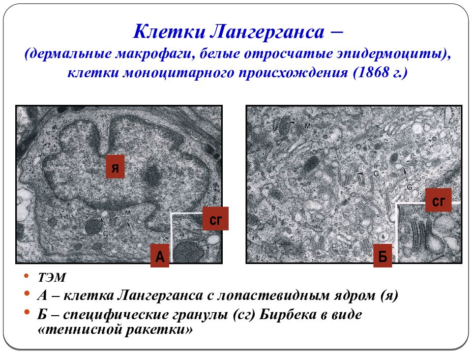 Клетки лангерганса. Клетки Лангерганса и Гринстейна. Клетки Лангханса и клетки Лангерганса. Основная функция клеток Лангерганса. Функция дендритных клеток Лангерганса в коже.