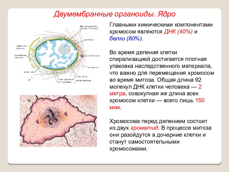 Состав функции ядра. Строение органоида ядро. Двумембранные органоиды клетки ядро. Особенности строения ядрышка. Строение и функции клетки ядро хромосомы.