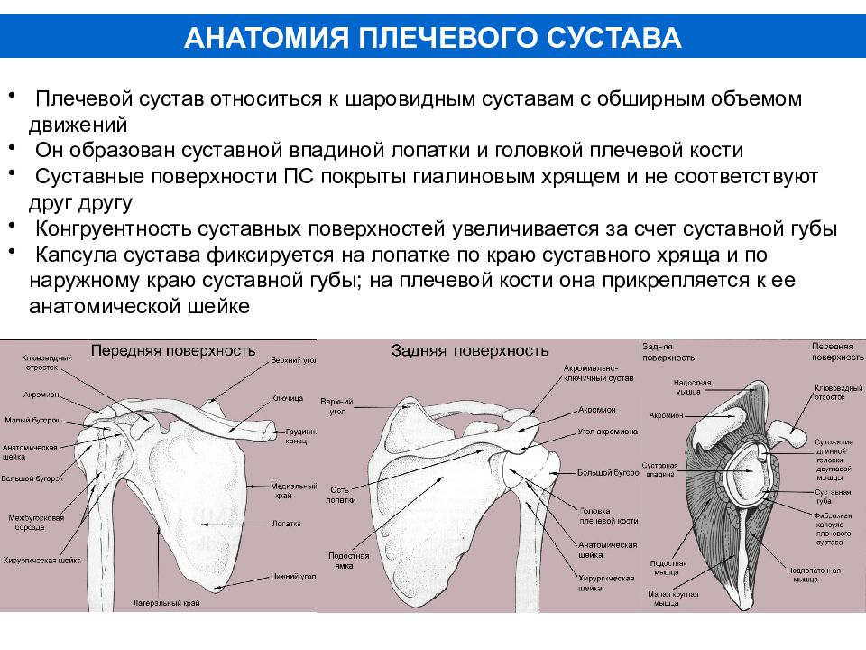 Плечевой сустав по форме. Хирургическая анатомия плечевого сустава. Кт анатомия плечевого сустава. Фиксирующий аппарат плечевого сустава анатомия. Суставная впадина лопатки анатомия.