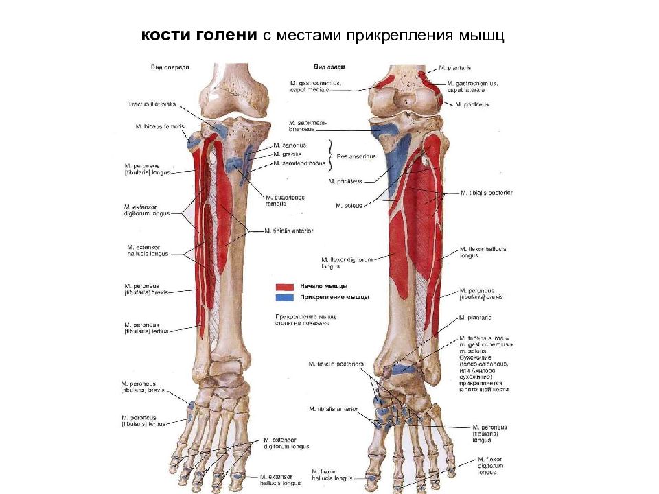 Кости голени сколько