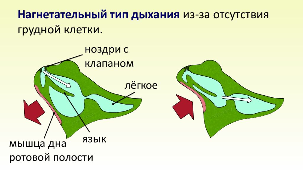 Дыхание земноводных осуществляется благодаря