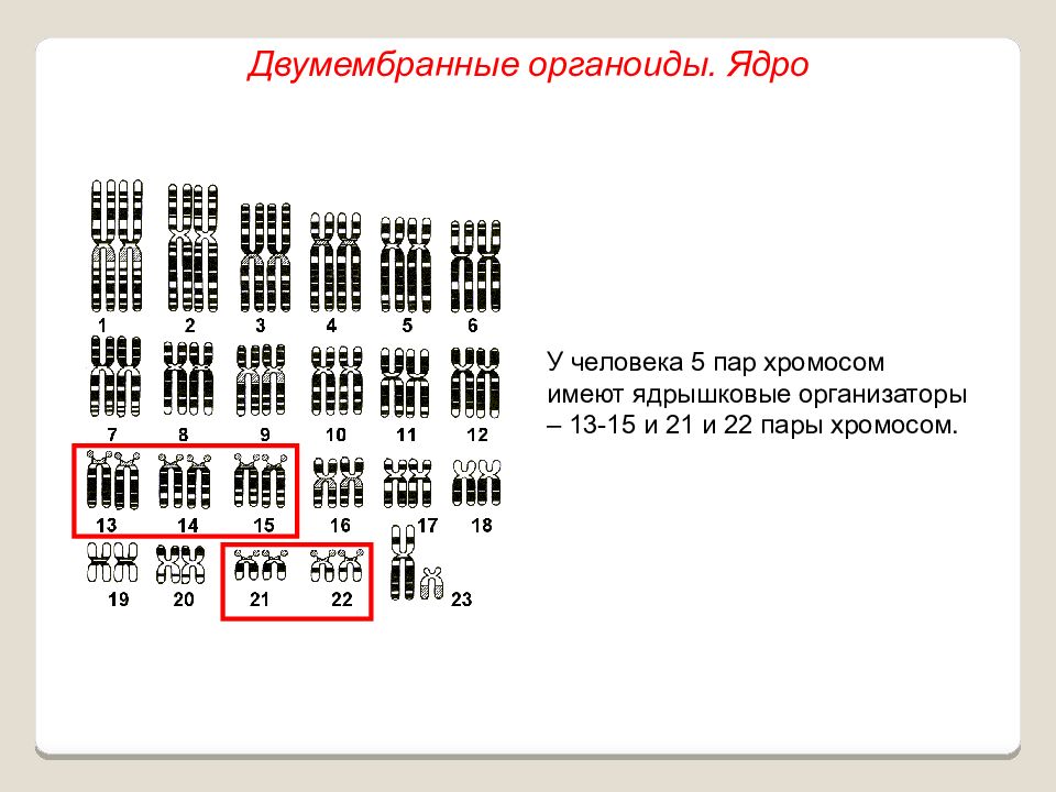 Пар хромосом. 22 Пары хромосом. Ядрышковые хромосомы. В хромосомах человека ядрышковые организаторы расположены. Ядрышковый организатор хромосомы.