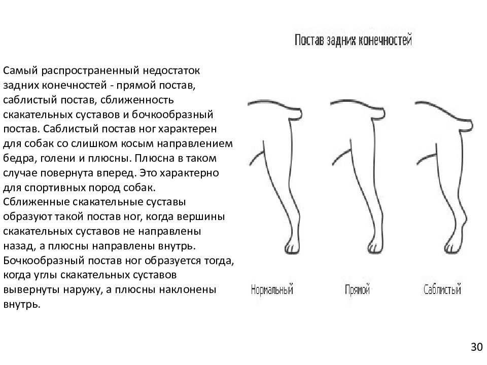 Постав. Сближенные скакательные суставы у немецкой овчарки. Постав задних конечностей. Постав передних конечностей собаки. Задняя конечность собаки.