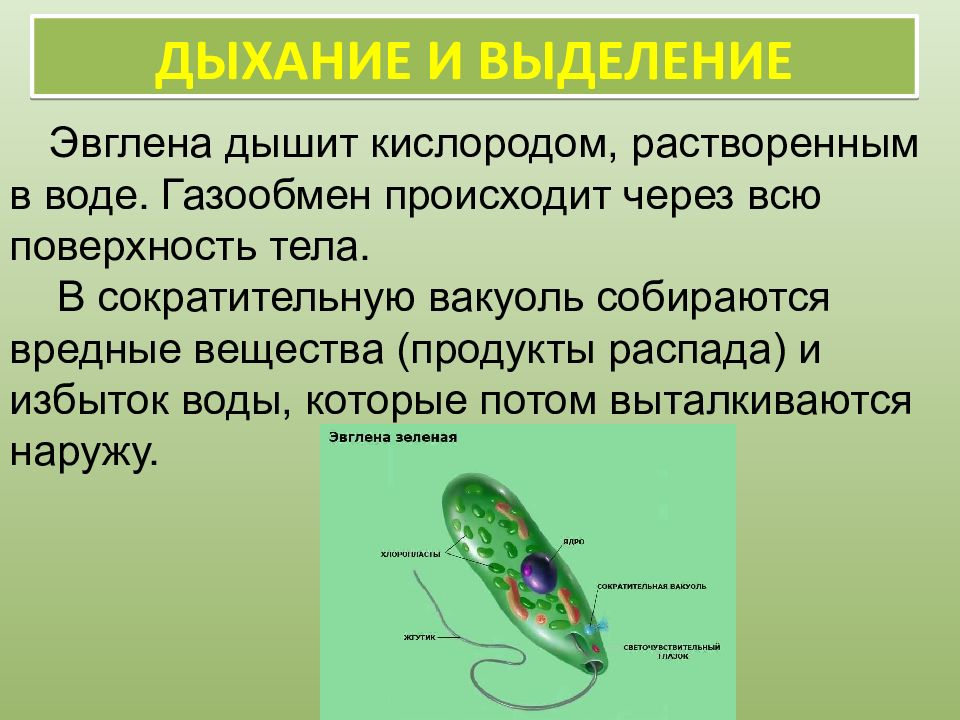 Презентация на тему жгутиконосцы 7 класс