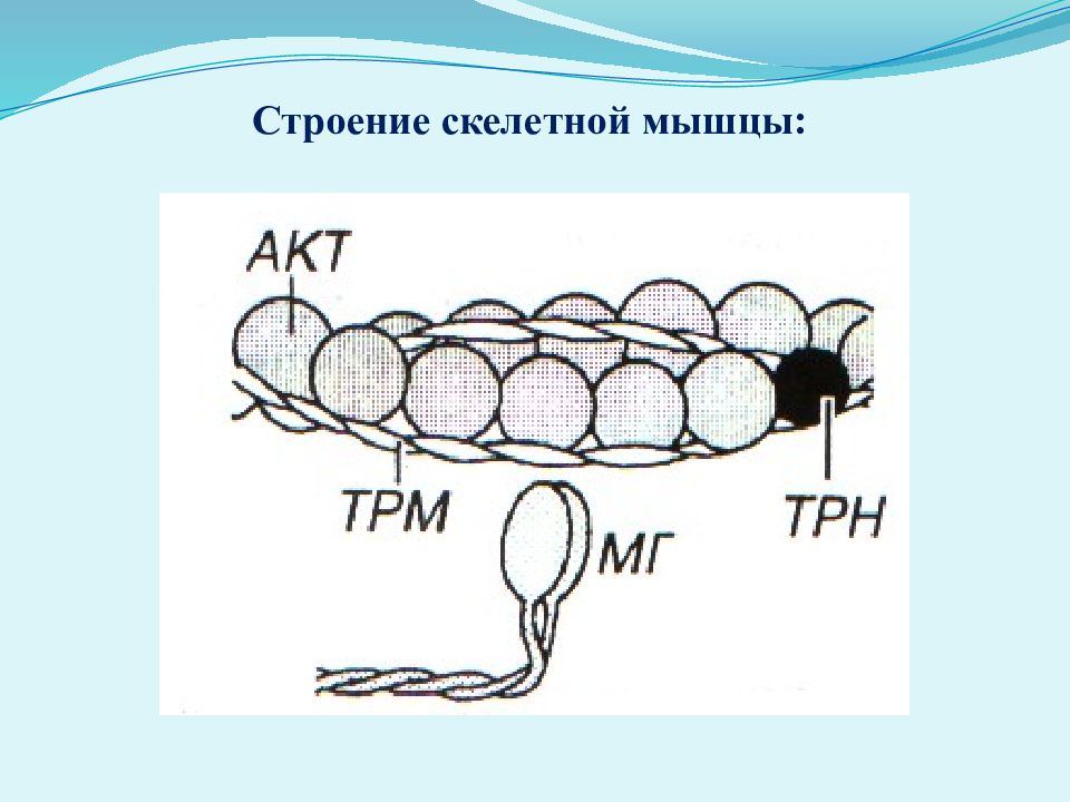 Строение 20. Скелетная структура.