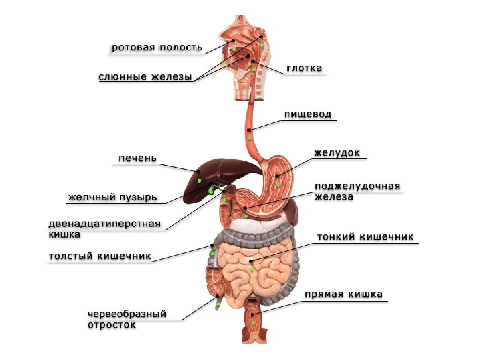 Отделы пищеварительной системы схема