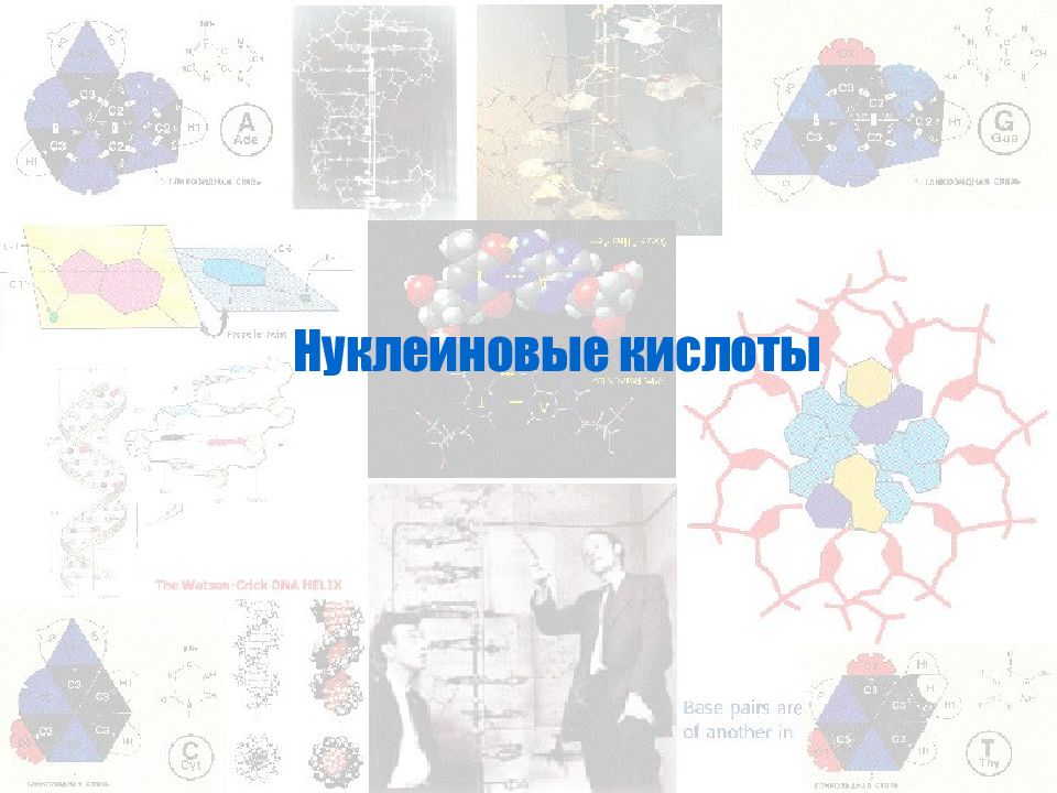 Нуклеиновые кислоты