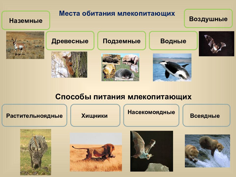 Животные и их среда обитания презентация