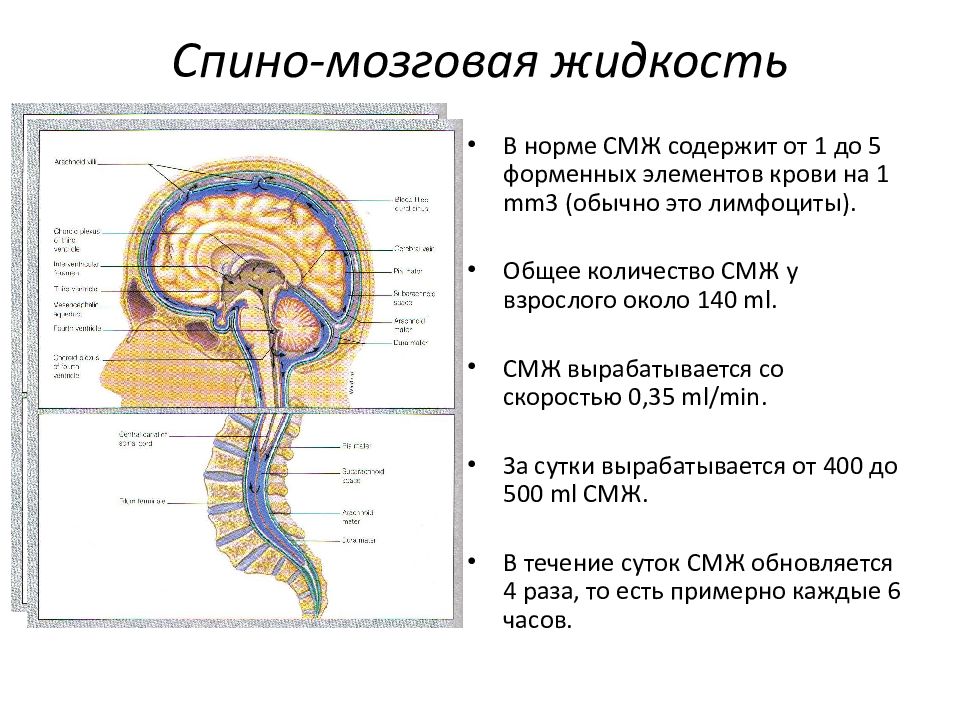 Строение головного мозга и спинного мозга презентация