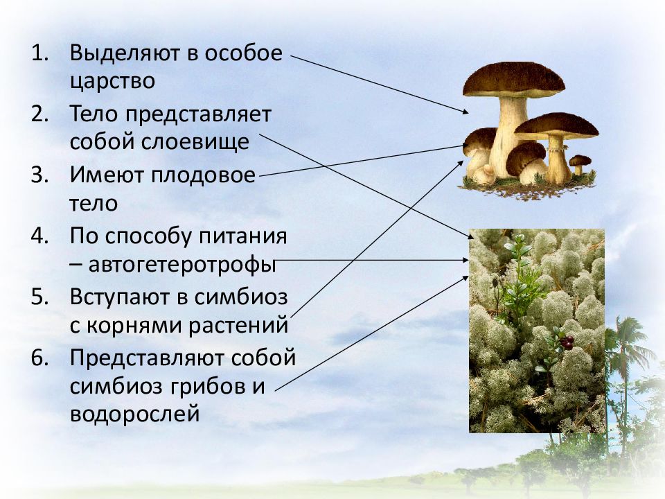 Тело представлено слоевищем группа растений