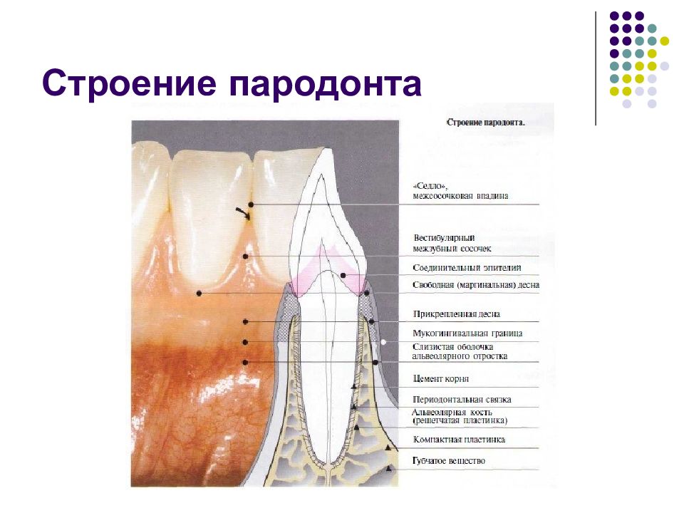 Схема десен. Схема строения тканей пародонта. Строение зуба и тканей пародонта. Строение тканей пародонта гистология.