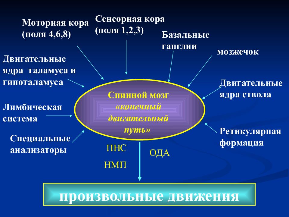 Проводящий путь кожного анализатора. Отделы двигательной сенсорной системы. Двигательный анализатор проприорецепторы. Строение двигательного анализатора схема. Двигательный анализатор тактильный.