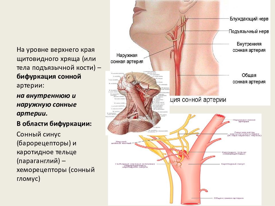 Где у человека находится сонная артерия покажи на картинке