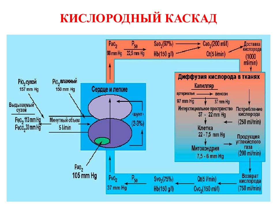 Транспорт кислорода. Кислородный Каскад физиология. Кислородный Каскад в организме. Транспорт кислорода к тканям. Кислород в тканях.