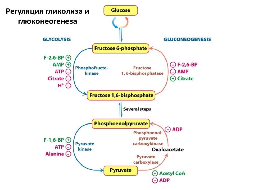 Схема регуляции гликолиза и глюконеогенеза