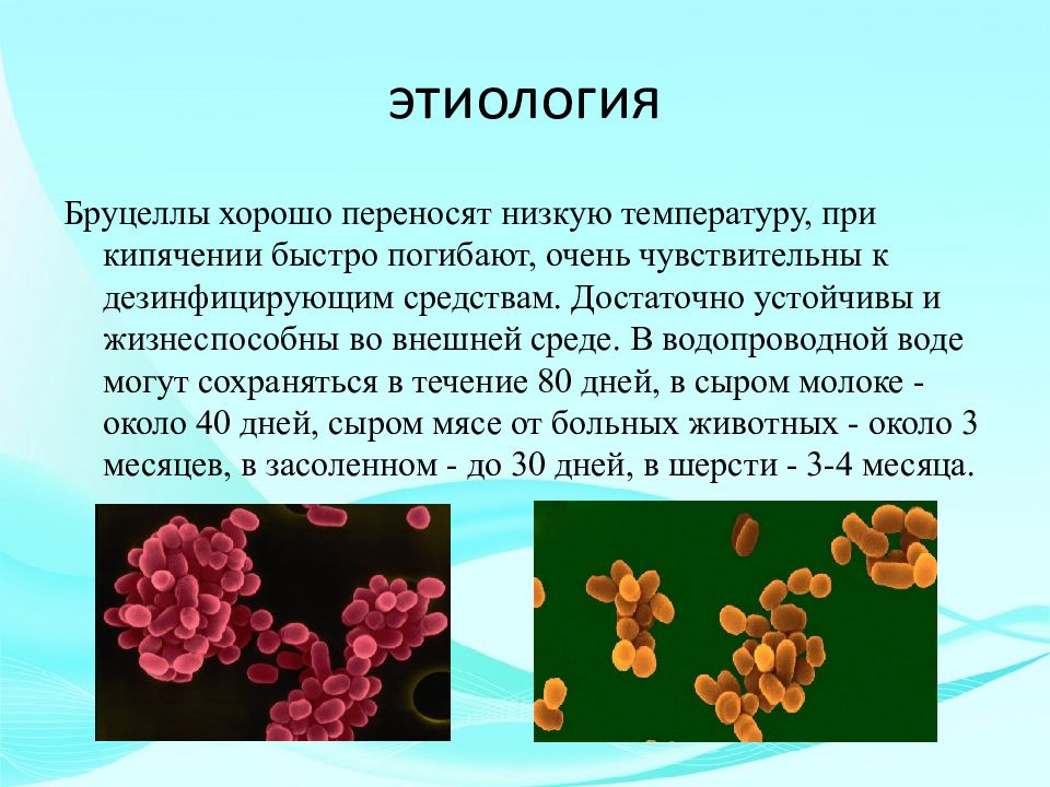 Бруцеллез презентация