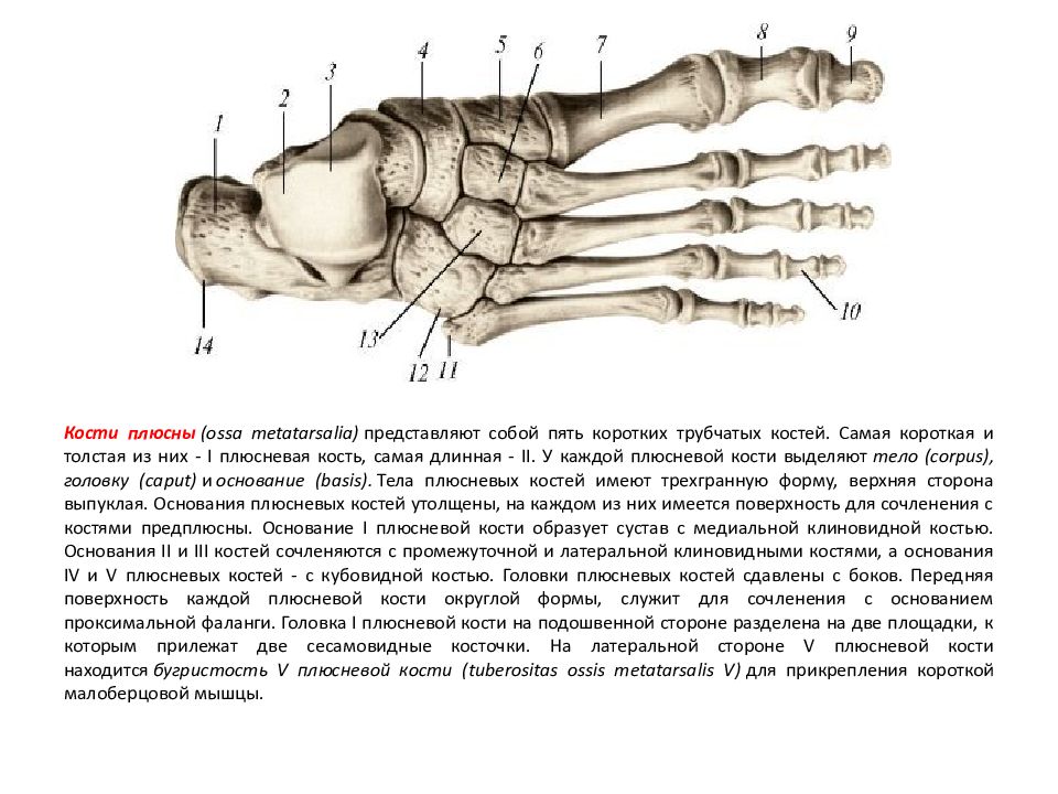 Кости верхнего скелета