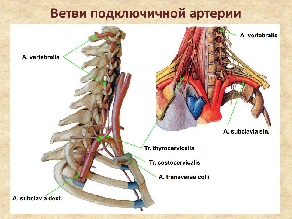 Презентация органы головы и шеи