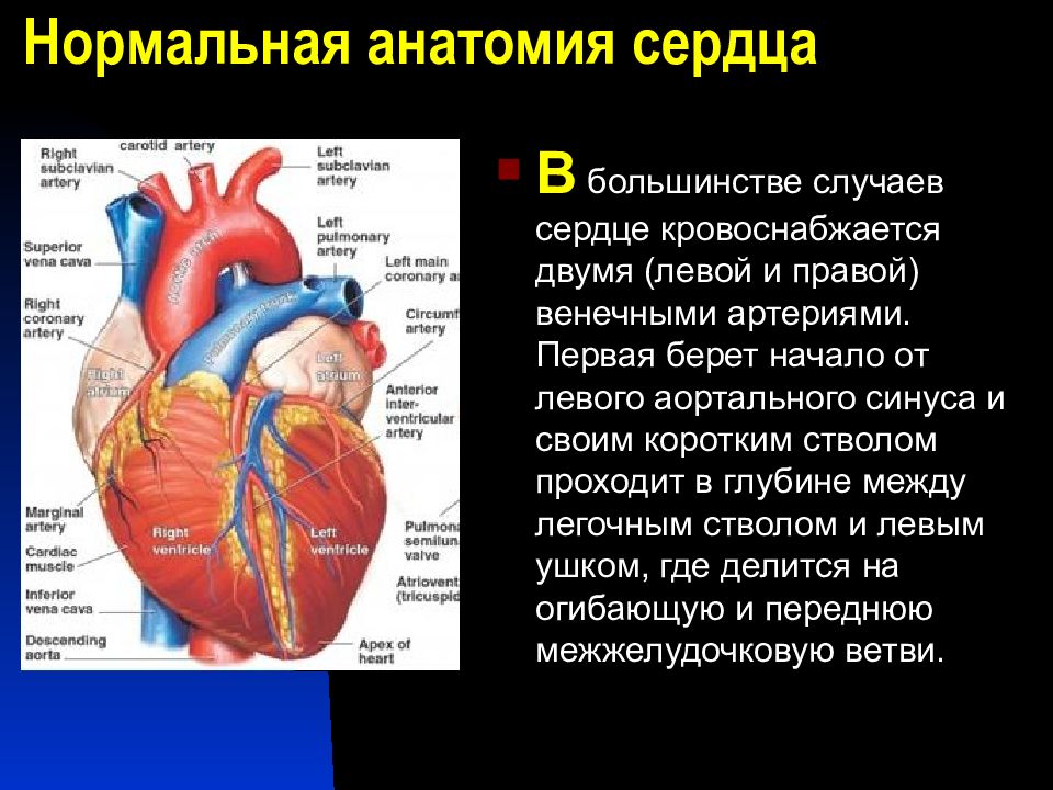 Презентация по анатомии сердце