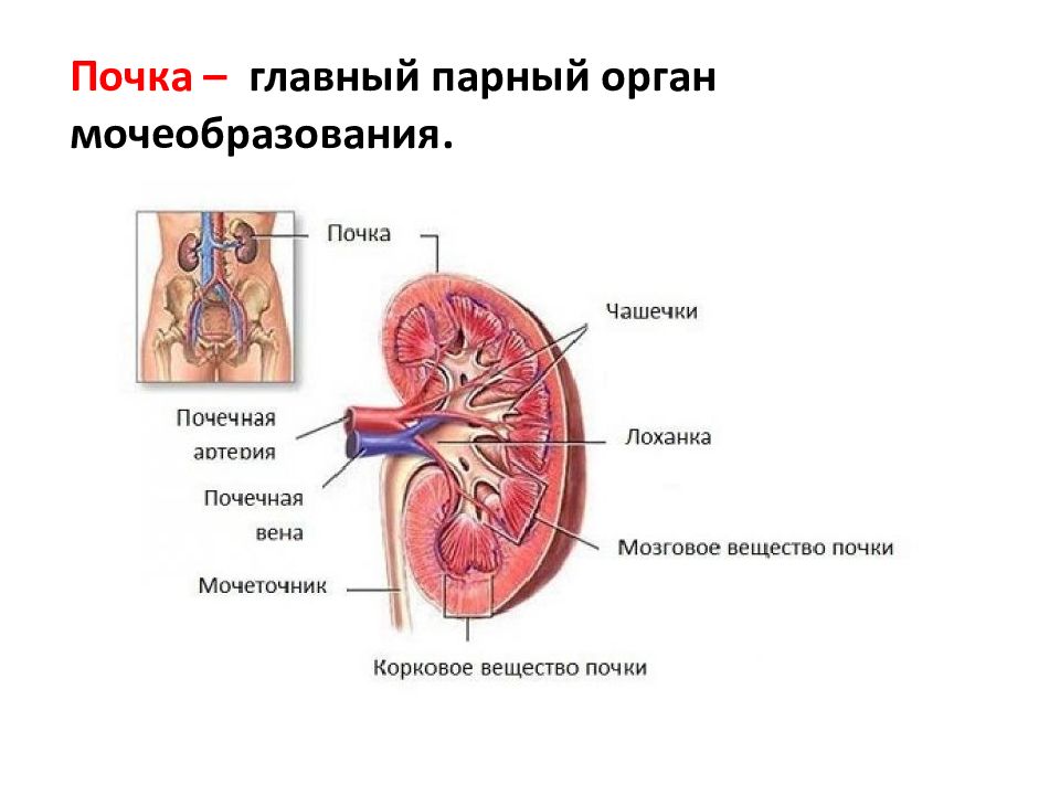 Почка видными. Свод чашечки почки. Почечная лоханка (pelvis renalis). Строение лоханки.