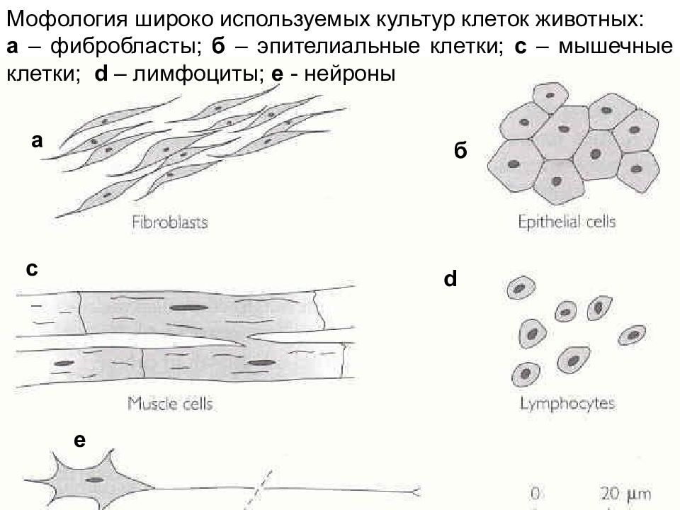 Культуры клеток насекомых. Конфлюентность культуры клеток. Культура клеток куриных фибробластов рисунок. Выращивание клеток вне организма это. Культура клеток животных.