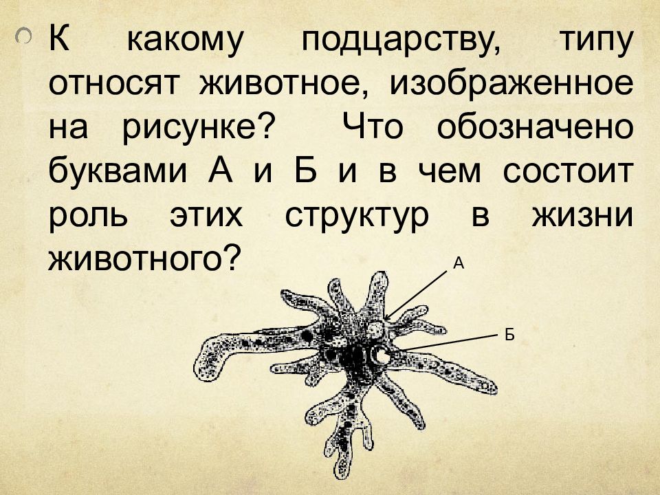 К какому типу относят животных. К какому типу относят животное, изображённое на рисунке?. К какому подцарству типу относят животное изображенное. К какому типу относят животных изображенных на рисунке. К какому подцарству типу относят животное изображенное на рисунке.