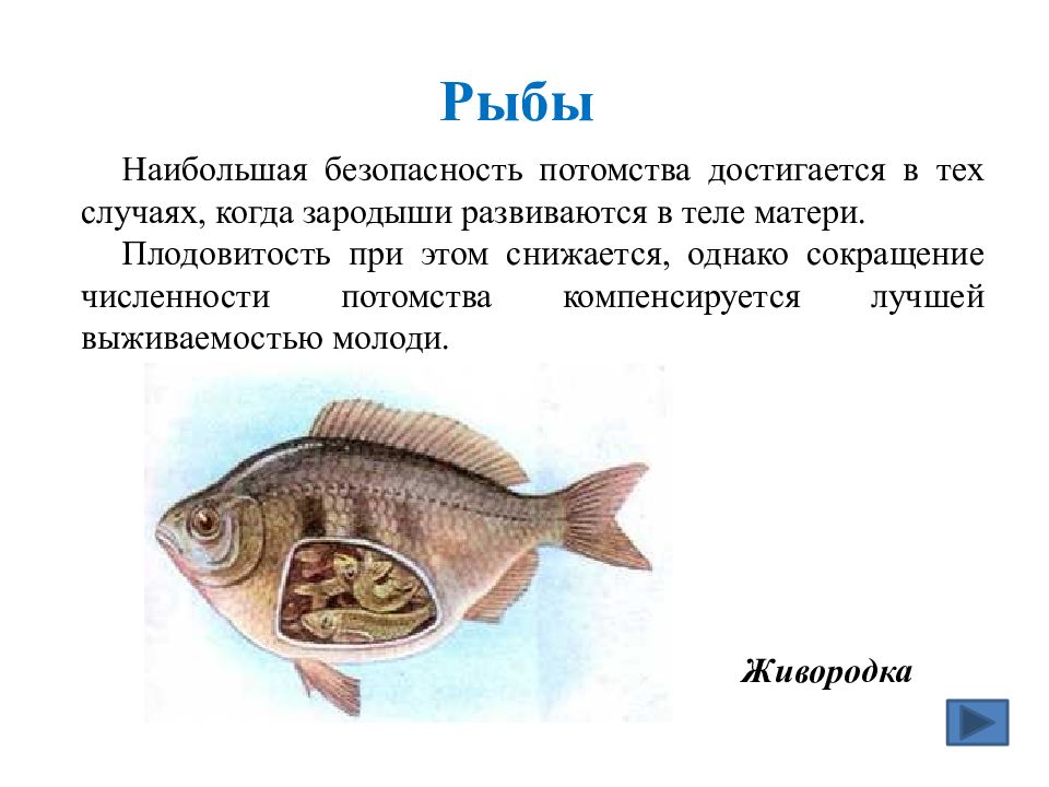 Плодовитость рыб. Забота о потомстве у рыб примеры. Развитие детенышей рыб. Карпообразные забота о потомстве. Место развития потомства рыб.