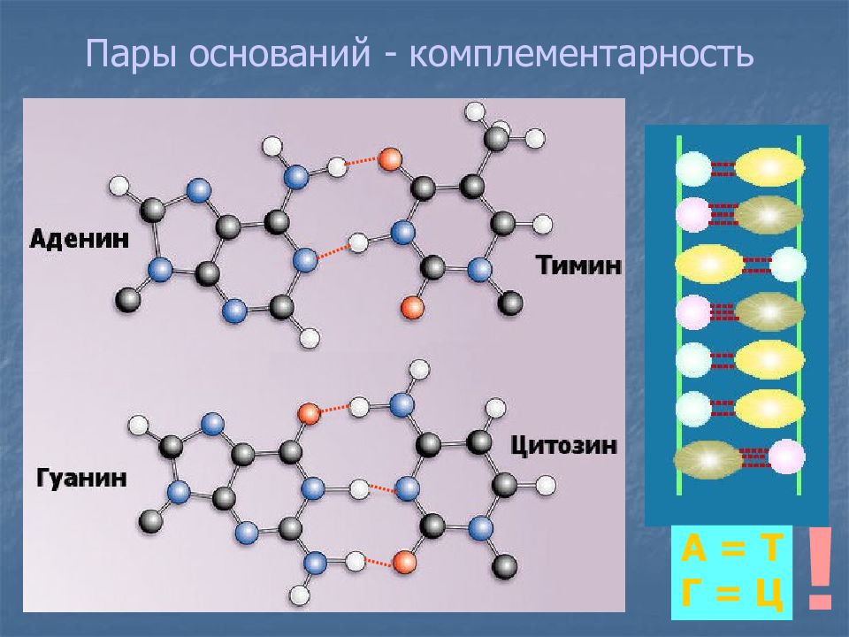 Водородные связи в днк. Строение ДНК водородные связи. Комплементарные пары оснований ДНК. Структура ДНК водородные связи. Водородные связи в молекуле ДНК.