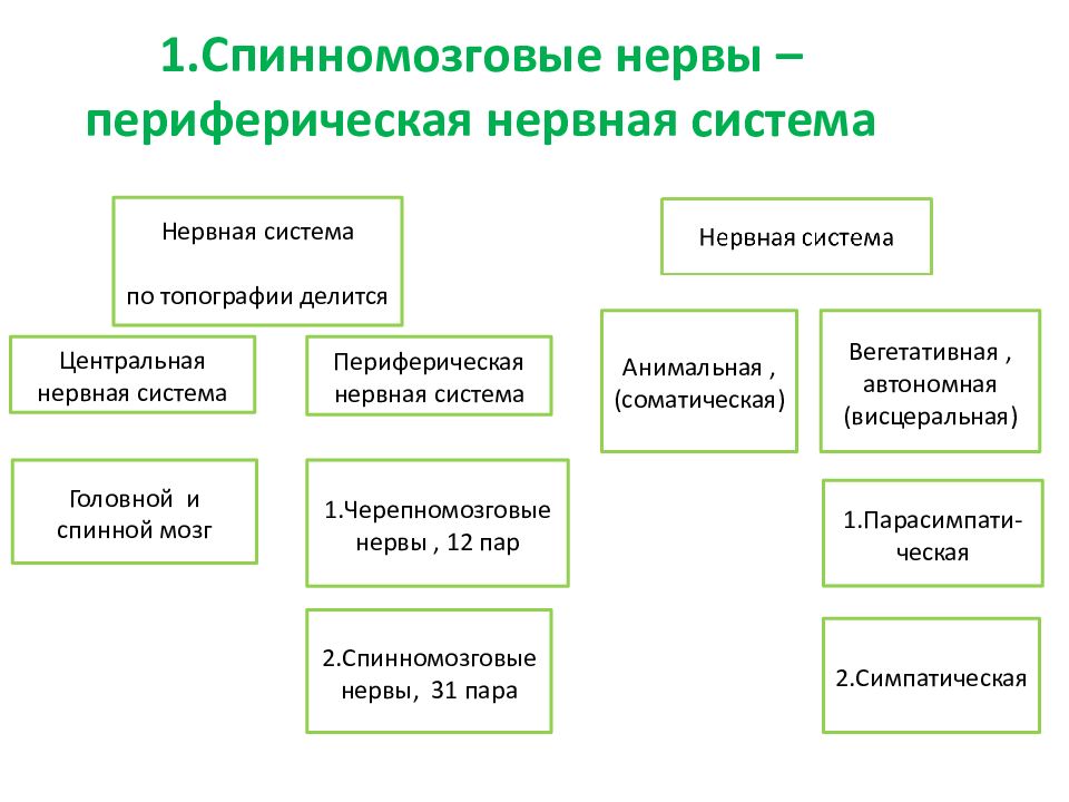 Схема строения периферической нервной системы